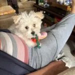 Pet Toy photo review