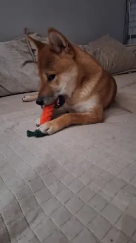 Pet Toy photo review