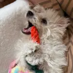 Pet Toy photo review