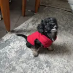 Pet Clothing photo review