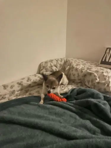 Pet Toy photo review