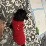 Pet Clothing photo review