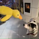 Dog Plush Toys photo review