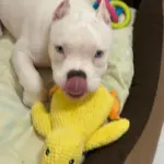 Dog Plush Toys photo review