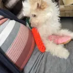 Pet Toy photo review