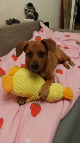 Dog Plush Toys photo review