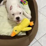 Dog Plush Toys photo review