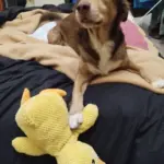 Dog Plush Toys photo review