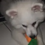 Dog Plush Toys photo review