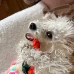 Pet Toy photo review