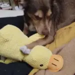 Dog Plush Toys photo review