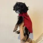 Pet Clothing photo review