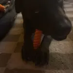 Pet Toy photo review