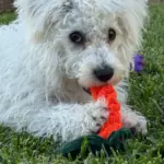 Pet Toy photo review