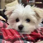 Pet Toy photo review