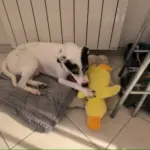 Dog Plush Toys photo review