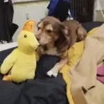 Dog Plush Toys photo review