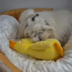 Dog Plush Toys photo review