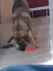 Pet Toy photo review