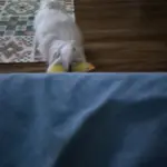 Dog Plush Toys photo review