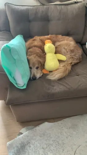 Dog Plush Toys photo review